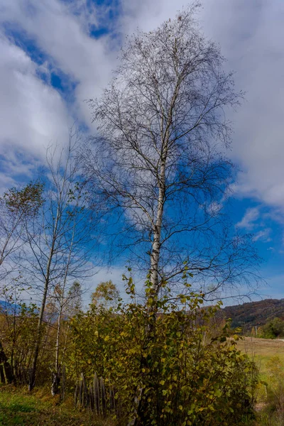 Vista Incrível Natureza Com Árvores Fundo Céu Nublado — Fotografia de Stock
