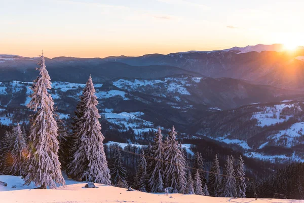 Increíble Vista Naturaleza Con Pinos Cielo Nublado — Foto de Stock