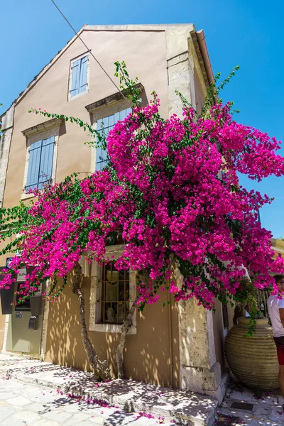 Roze Bloeiende Boom Door Huis Fel Zonlicht — Stockfoto