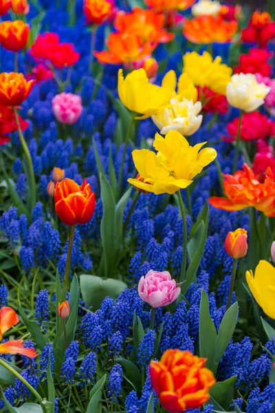 Close Amazing Colorful Blooming Flowers — Stock Photo, Image