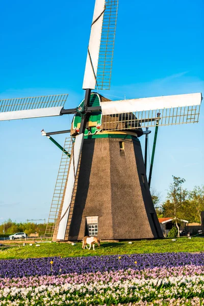 Campo Tulipas Incrível Moinho Velho — Fotografia de Stock