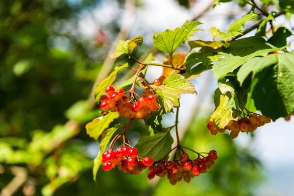 Rowan Berries Tree Branches — Stock Photo, Image