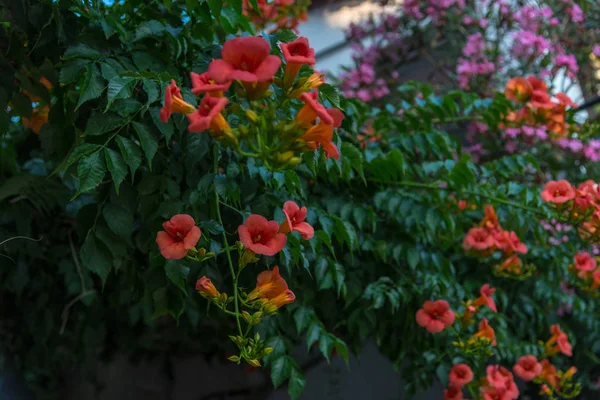 Närbild Fantastiska Färgglada Blommor — Stockfoto