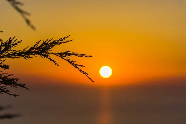 Atardecer Increíble Con Delgadas Ramas Esponjosas — Foto de Stock