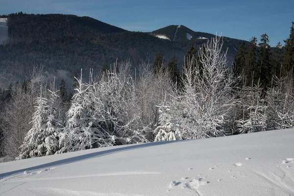Καταπληκτική Θέα Φύση Χιονισμένα Δέντρα — Φωτογραφία Αρχείου