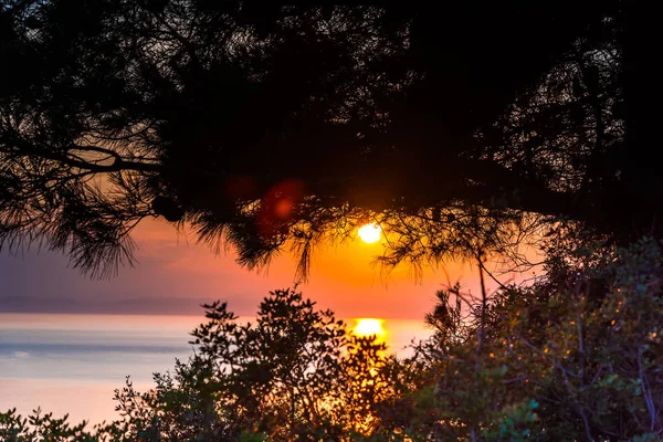 Puesta Sol Roja Sobre Agua Del Lago Ramas Plantas — Foto de Stock