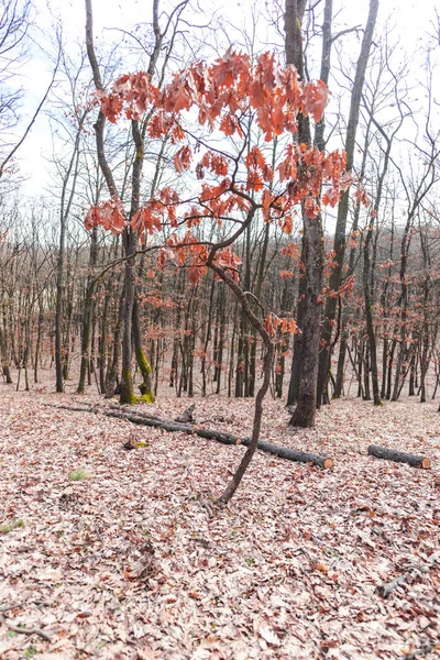 Árboles Altos Desnudos Prado Solitario Del Bosque — Foto de Stock