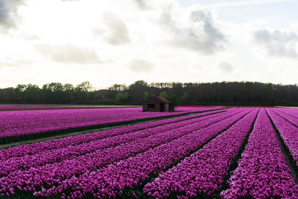 Scenic View Pink Tulips Blooming Field Cloudy Sky — Stock Photo, Image