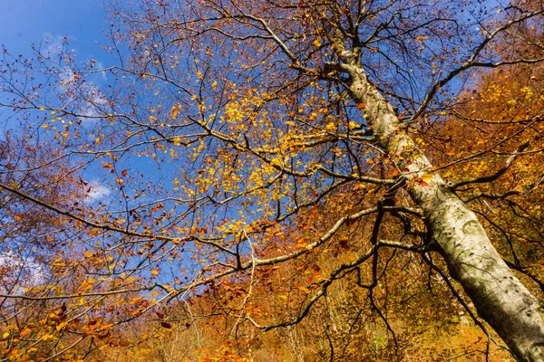 Podzimní Krajina Lese — Stock fotografie