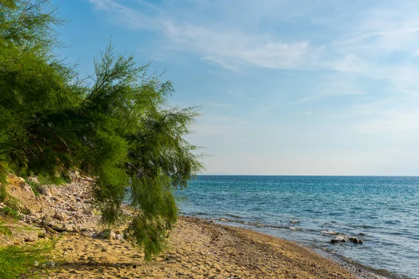 Spiaggia Sabbiosa Con Alberi Crescita Acqua Dell Oceano — Foto Stock