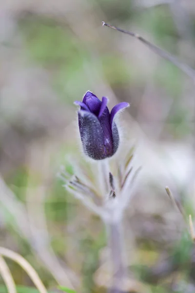 Close Van Verbazingwekkende Kleurrijke Bloeiende Bloem — Stockfoto