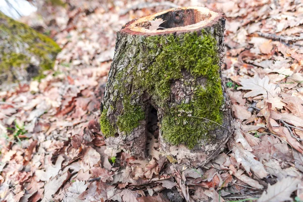 Starý Strom Pokrytý Zeleným Mechem Podzimní Lesní Louce — Stock fotografie