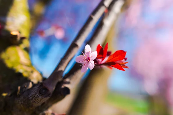 Close Van Verbazingwekkende Kleurrijke Bloeiende Bloemen — Stockfoto