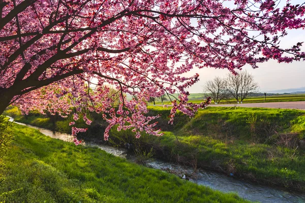 Amazing Colors Springtime — Stock Photo, Image