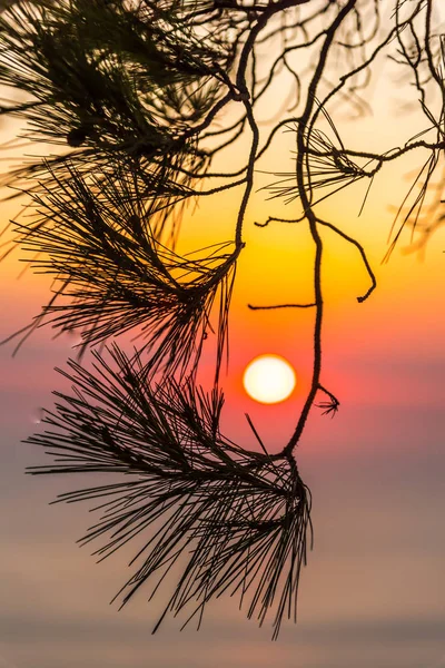 Amazing sunset with warm sea behind the trees