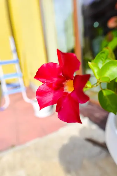 Närbild Fantastiska Färgglada Blommande Blomma — Stockfoto