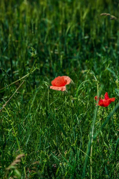 Fleurs Pavot Rouge Dans Herbe — Photo