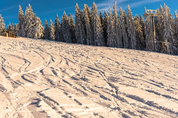 Increíble Vista Naturaleza Con Pinos Cielo Nublado —  Fotos de Stock