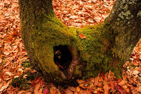 Green Moss Forest — Stock Photo, Image