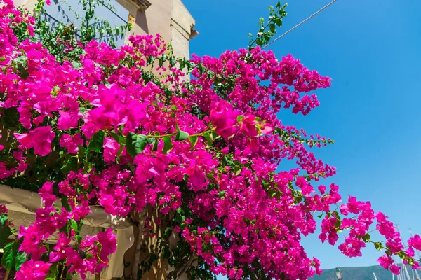 Árvore Florescendo Rosa Pela Casa Luz Solar Brilhante — Fotografia de Stock