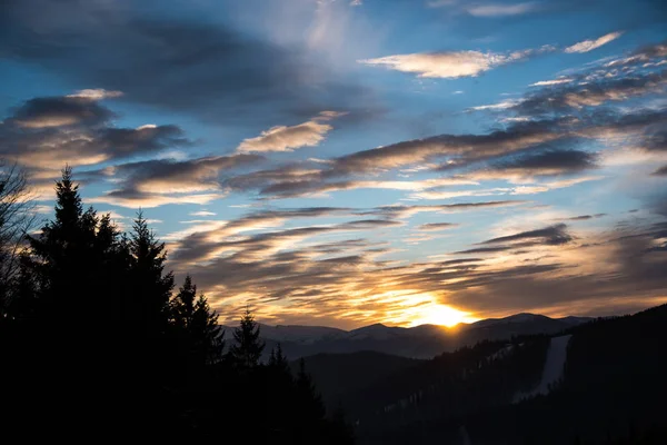 Cielo Nublado Atardecer Con Pinos Primer Plano — Foto de Stock