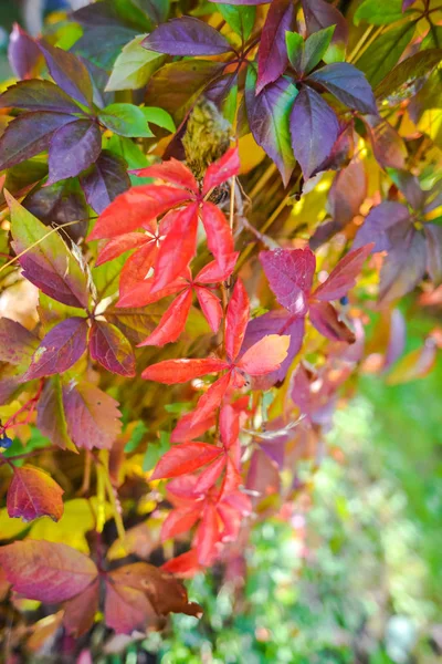 Feuilles Automne Rouge Image Rapprochée — Photo