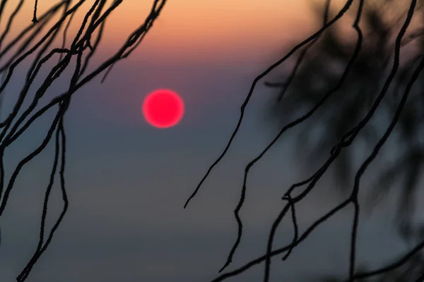 Roșu Apus Soare Cer Ramuri Copac — Fotografie, imagine de stoc