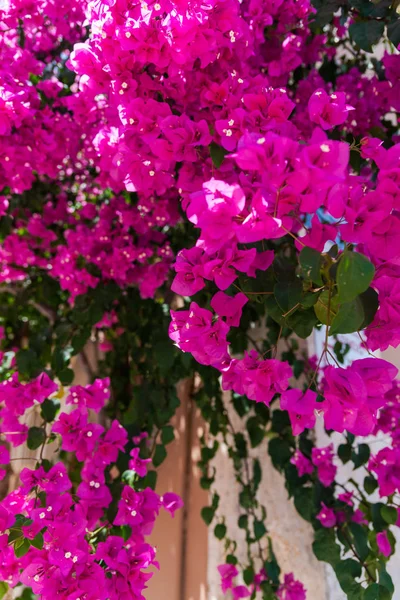 Nära Upp Skott Lummiga Rosa Blommande Blommor — Stockfoto