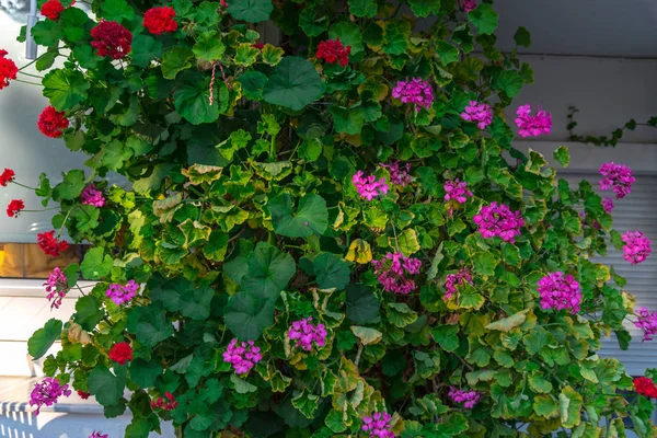 Gros Plan Fleurs Florissantes Colorées Étonnantes — Photo