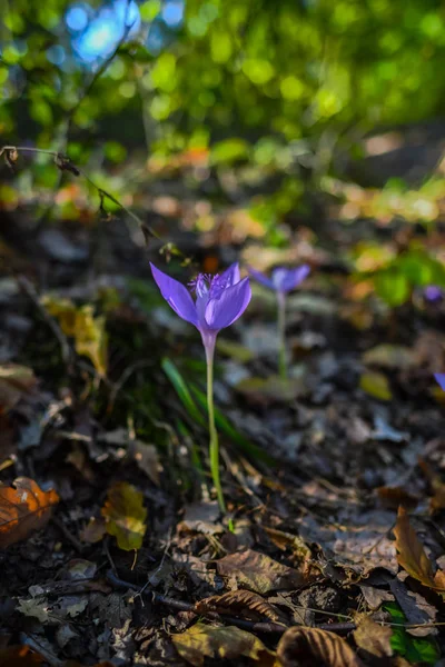 Nahaufnahme Einer Kleinen Lila Blühenden Wildblume — Stockfoto