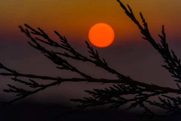 Erstaunlicher Sonnenuntergang Mit Dünnen Flauschigen Zweigen — Stockfoto