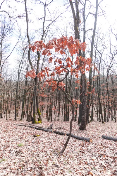 Yalnız Orman Çayırda Uzun Çıplak Ağaçlar — Stok fotoğraf