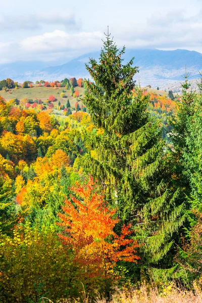 Nature Incroyable Avec Des Arbres Colorés Autour — Photo