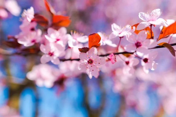 Zár Megjelöl Csodálatos Színes Virágzó Virágok — Stock Fotó