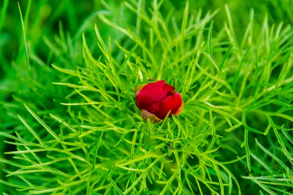 驚くほどカラフルな花のクローズ アップ — ストック写真