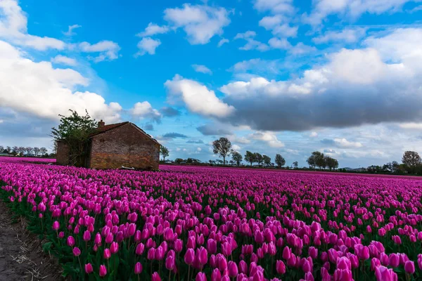 Schilderachtig Uitzicht Roze Tulpen Bloeien Veld Onder Bewolkte Hemel — Stockfoto