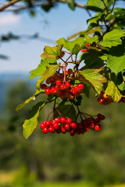 Vogelbeeren Auf Ästen — Stockfoto