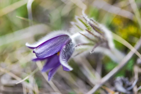 Close Van Verbazingwekkende Kleurrijke Bloeiende Bloem — Stockfoto