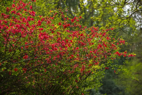 Primo Piano Fiori Fioriti Teneri Incredibili — Foto Stock