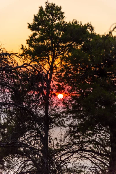 Increíble Puesta Sol Con Mar Caliente Detrás Los Árboles — Foto de Stock