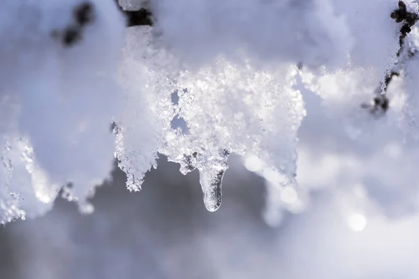 被冰雪覆盖的树枝特写 — 图库照片