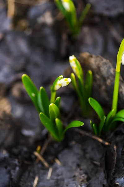 Närbild Fantastiska Anbud Blommande Blommor — Stockfoto