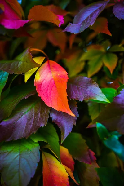 Feuilles Automne Rouge Foyer Sélectif — Photo