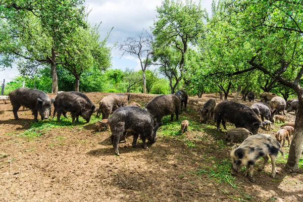 Pequeños Jabalíes Divertidos Prado Del Bosque — Foto de Stock