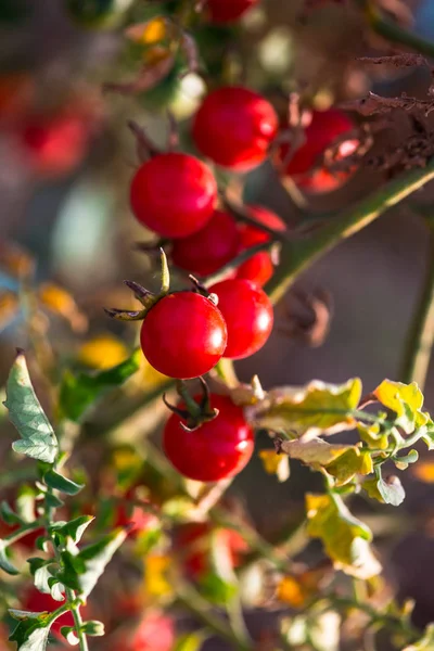 Close Cherry Tomatoes Blurred Background — Stock Photo, Image