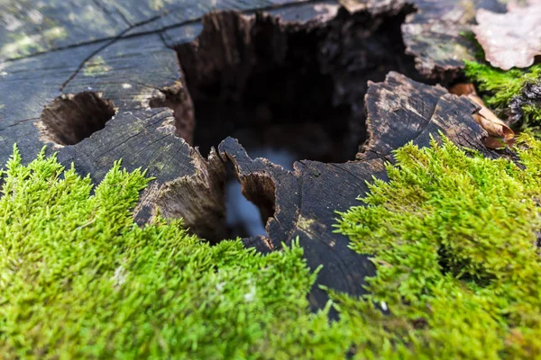 Vecchio Albero Coperto Muschio Verde Sul Prato Della Foresta Autunnale — Foto Stock