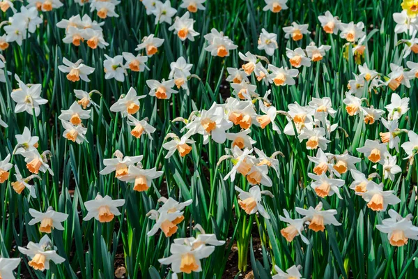 Nahaufnahme Von Erstaunlichen Bunten Blühenden Blumen — Stockfoto