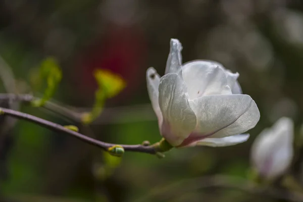 Gros Plan Des Fleurs Florissantes Tendres Étonnantes — Photo