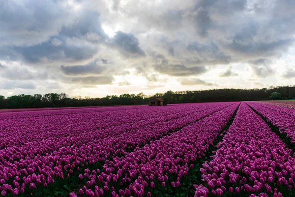 Scenic View Pink Tulips Blooming Field Cloudy Sky — Stock Photo, Image