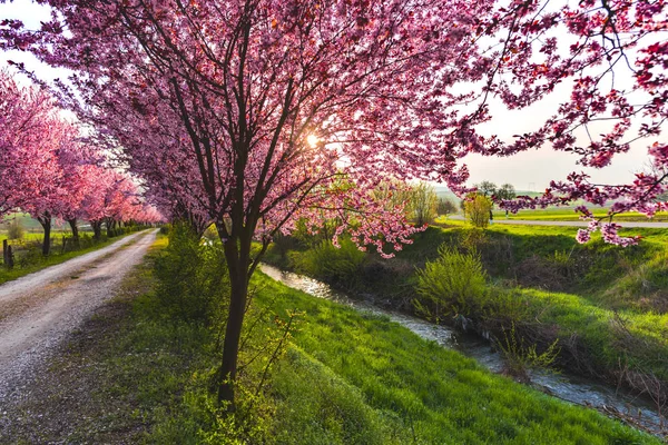 Amazing Colors Springtime — Stock Photo, Image